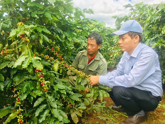 Cần sử dụng các biện pháp bảo vệ cây cà phê không bị nấm hồng