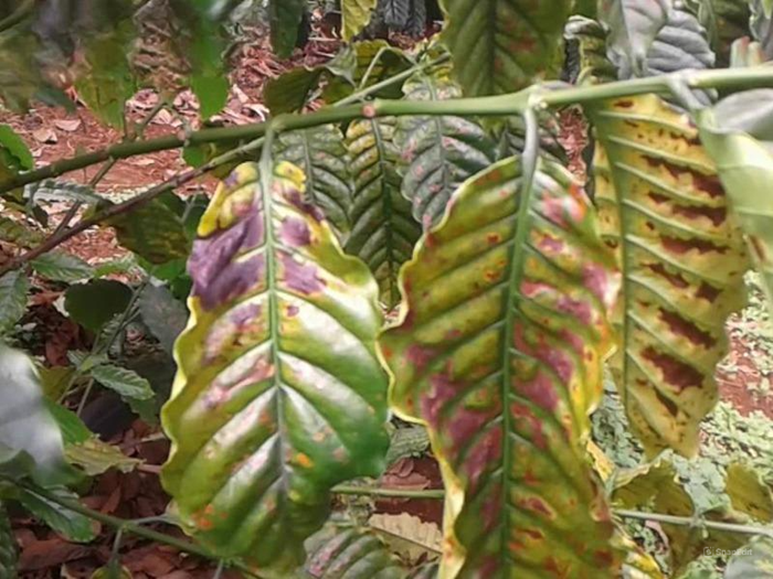 Bệnh nấm trên cây cà phê là một nhóm các bệnh do nấm gây ra, tác động trực tiếp lên các bộ phận của cây như rễ, thân, lá và quả