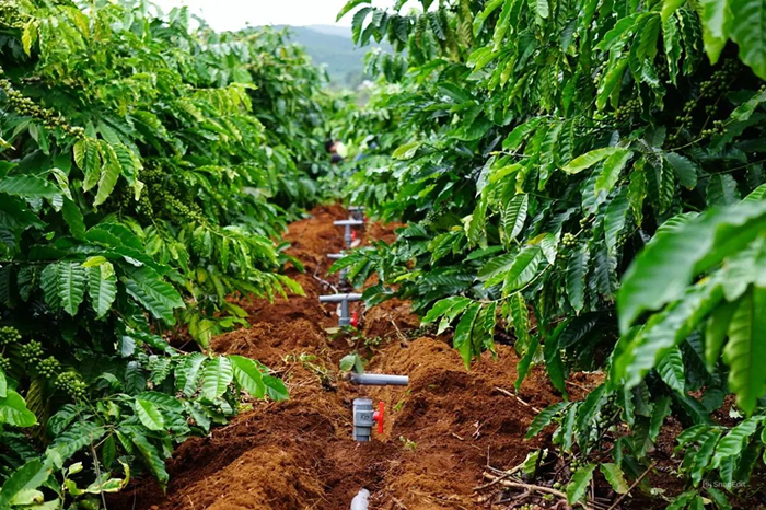 Cần tăng cường khả năng tiêu diệt nấm bệnh rỉ sắt trên cây cà phê hiệu quả 