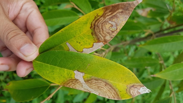  Bệnh gây hại trên lá, bông và trái non, làm giảm năng suất mùa vụ.