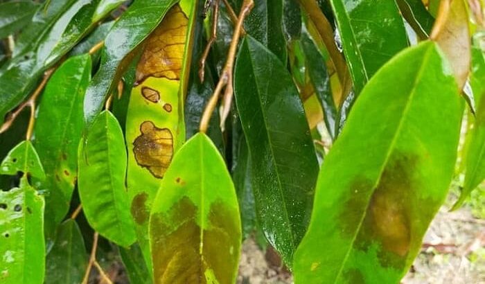 Bệnh thán thư trên sầu riêng xuất hiện ở lá già 