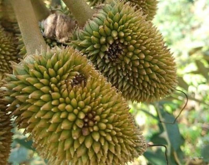 Bà Con Chú Ý: Thán Thư Sầu Riêng Giai Đoạn Chạy Gai - Trái Non 1 Dấu hiệu thán thư sầu riêng giai đoạn chạy gai, trái non