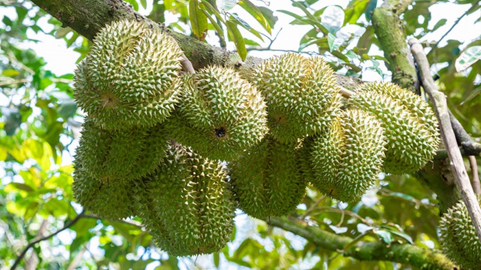 Dùng các loại thuốc trừ nấm để điều trị bệnh thán thư trên sầu riêng 