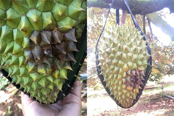 Trái sầu riêng bị bệnh sẽ thối từ vỏ vào trong, gây thiệt hại lớn về chất lượng sản phẩm.