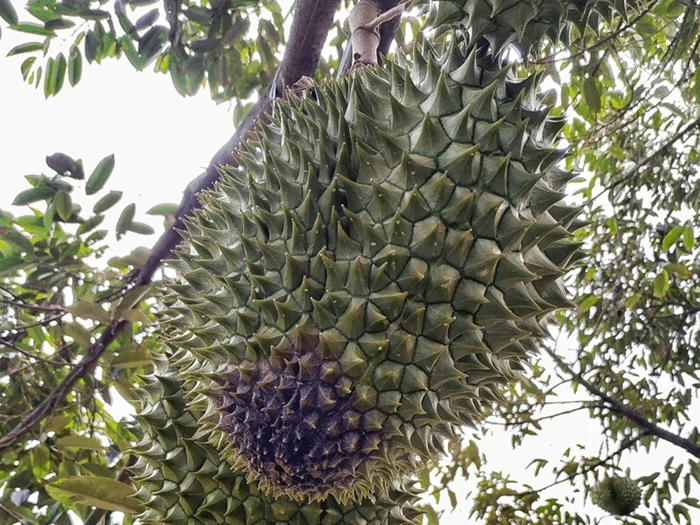 Bệnh thối trái sầu riêng thường xuất hiện trong mùa mưa, khi có nhiều sương mù và nhiệt độ môi trường thấp 