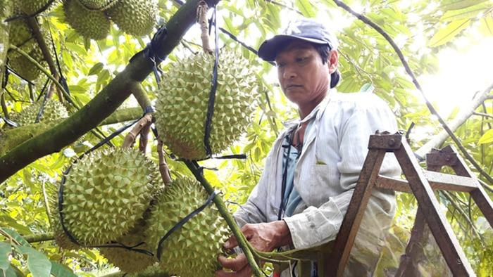Cần áp dụng biện pháp phòng trừ bệnh xì mủ trên cây sầu riêng 