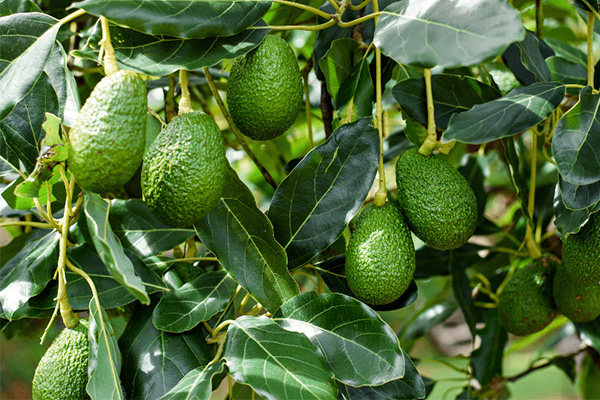 bon-phan-cho-cay-an-trai