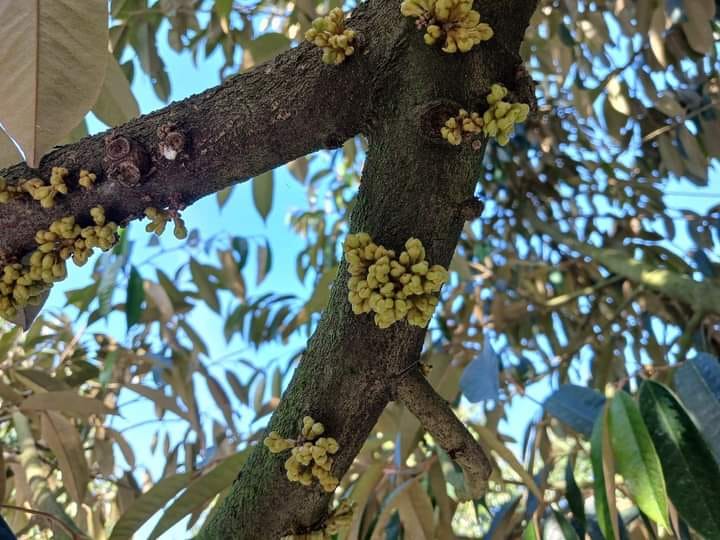 Cách khắc phục sầu riêng chậm ra mắt cua: Yếu tố quyết định mắt cua ra đều