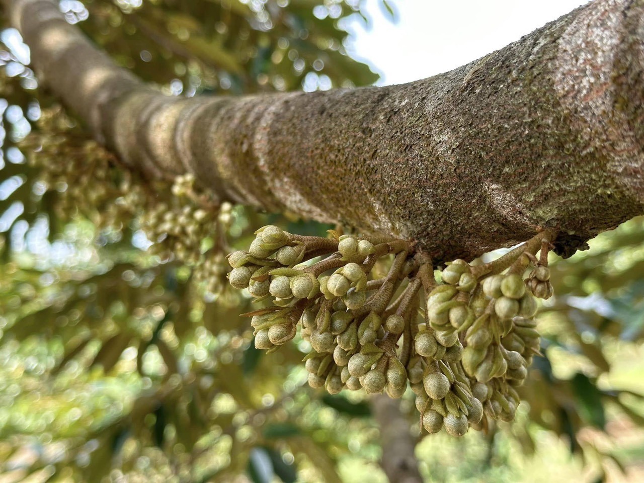 Làm bông sầu riêng vụ thuận ở Tây Nguyên: Tỉa hoa cho cây