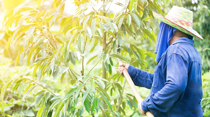 Tốt nhất nên thực hiện vào buổi sáng hoặc chiều mát, tránh tỉa vào giữa trưa nắng nóng để hạn chế stress cho cây 