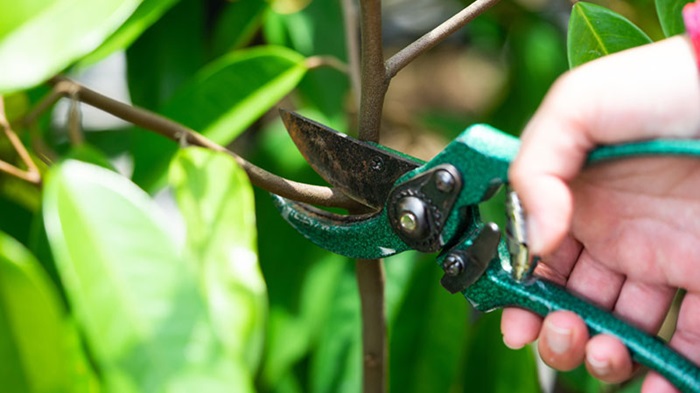 Trước khi bắt đầu hãy chuẩn bị các dụng cụ cần thiết để đảm bảo quy trình tỉa cành hiệu quả 