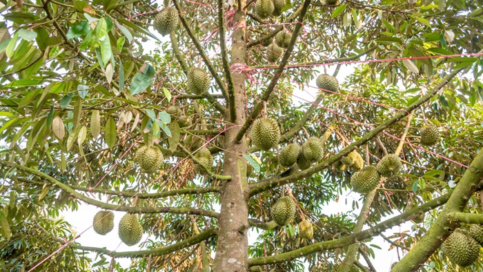 Thời điểm lý tưởng để tỉa cành sầu riêng thường rơi vào khoảng từ tháng 10 đến tháng 12 sau khi thu hoạch xong 