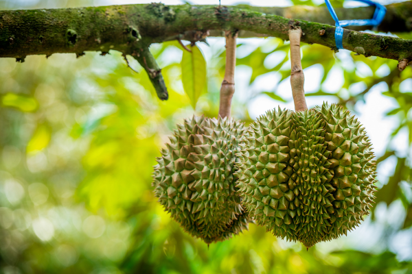 nhan-biet-dau-hieu-ngoai-hinh-trai-sau-rieng