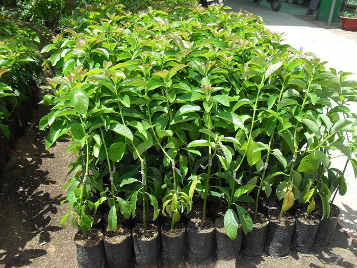 Chọn giống bơ là yếu tố quyết định năng suất và chất lượng quả 