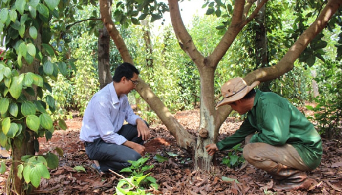 Cây bơ mới trồng cần được che nắng và cắm cọc để hạn chế côn trùng phá hoại 