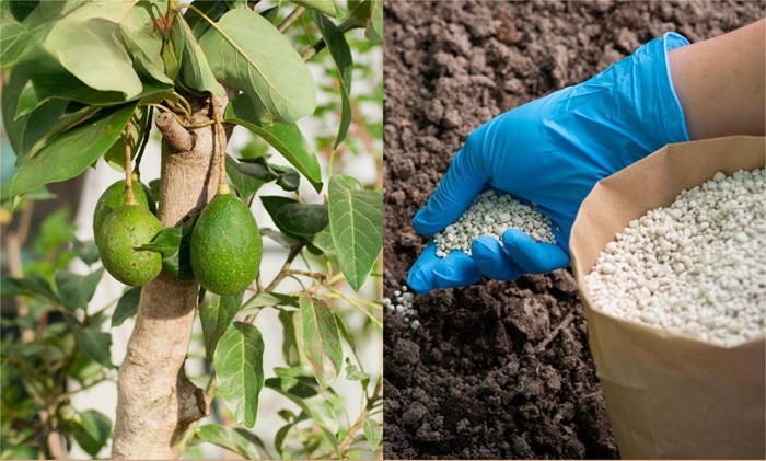 Phân bón cần sử dụng phụ thuộc vào độ tuổi của cây bơ 