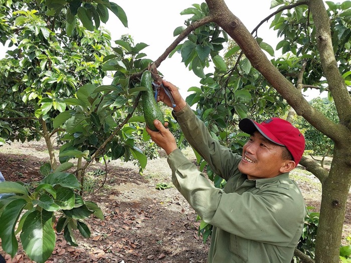 Việc tỉa cành nên thực hiện định kỳ loại bỏ các cành sâu bệnh 