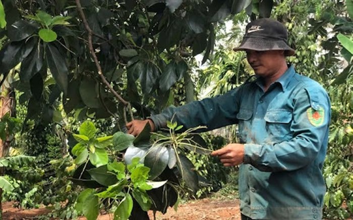 Phòng trừ sâu bệnh là một phần không thể thiếu trong việc chăm sóc cây bơ  