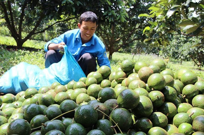 Sau khi thu hoạch, cần vận chuyển ngay đến nơi tiêu thụ, bảo quản quả cẩn thận để giữ được mẫu mã đẹp nhất 