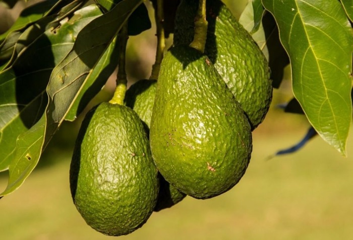 Các đặc điểm của cây bơ 