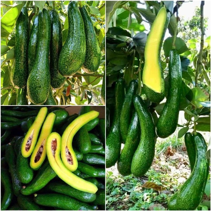 Đất đỏ bazan là lựa chọn lý tưởng