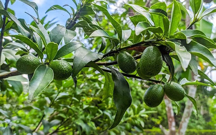Kỹ thuật trồng hiệu quả giúp cây bơ nhanh ra trái 