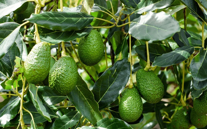 Quả bơ thường được thu hoạch từ tháng 8 đến tháng 10 tùy thuộc vào giống và điều kiện thời tiết.