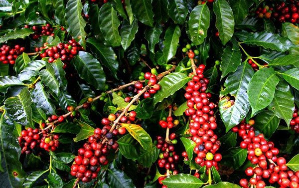 Giá cafe 2024 mới nhất: Cafe trên thế giới