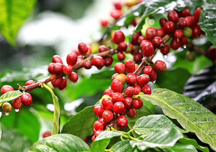 Giá cafe 2024 mới nhất
