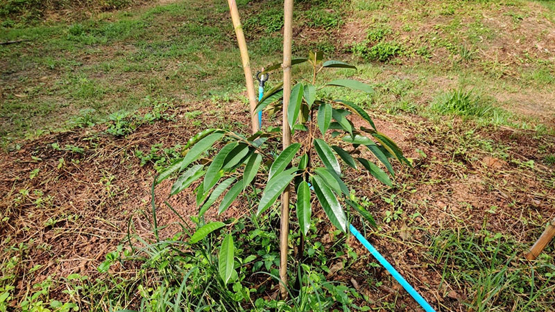 Chọn giống cây sầu riêng chất lượng là bước quan trọng đầu tiên 