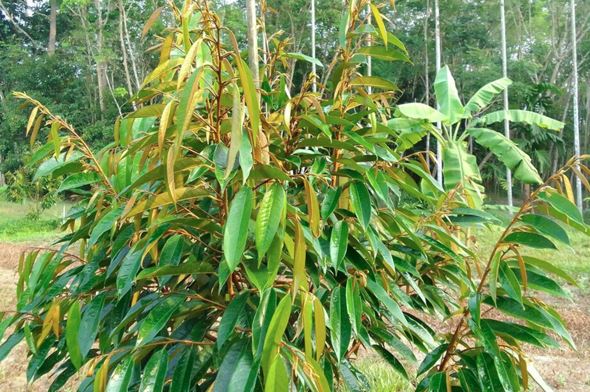 Cơi đọt sầu riêng là gì: giữ lá trong giai đoạn cơi đọt sầu riêng