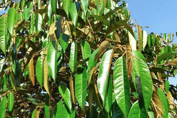 Cơi đọt sầu riêng là gì: Các lưu ý trong giai đoạn phát triển cơi đọt