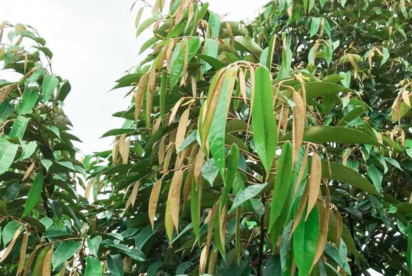 Giữ lá trong giai đoạn cơi đọt sầu riêng