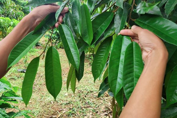 Công thức dưỡng lá sầu riêng: Sự quan trọng của bộ lá của cây sầu riêng