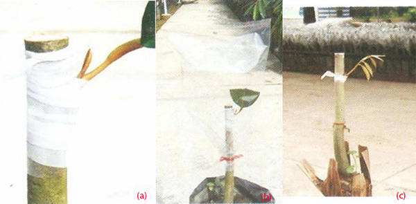 ghep-sau-rieng-bang-ngon