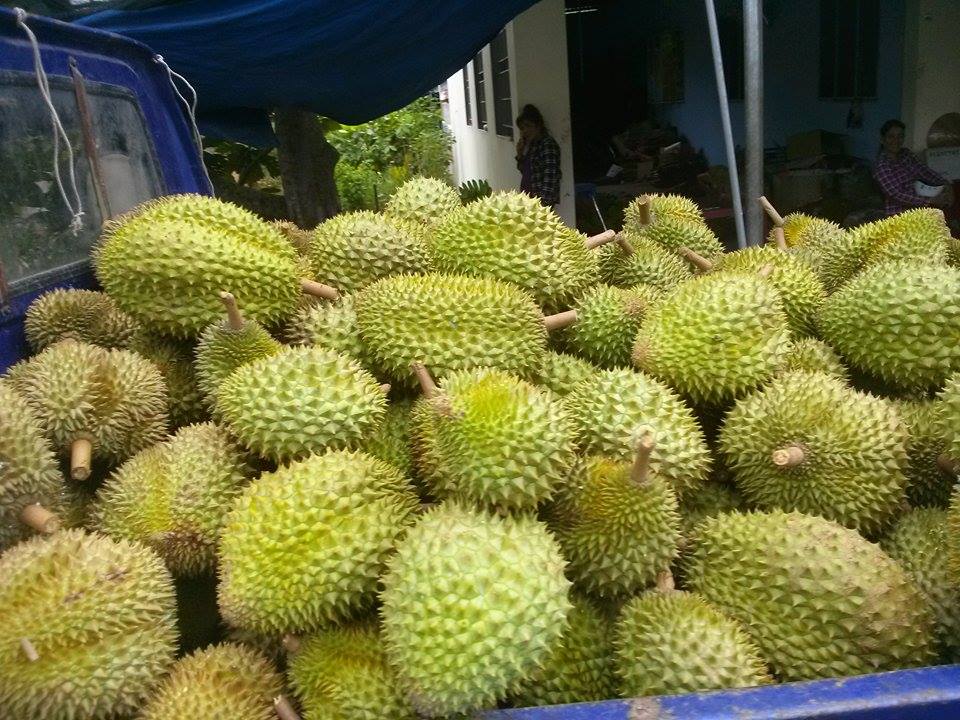 Giá sầu riêng Tết 2024