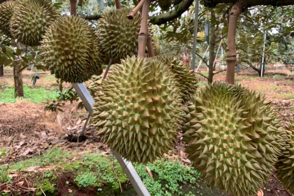 giai-doan-trai-lon-mua-sau-rieng