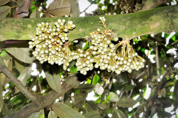 giai-doan-xo-nhuy-mua-sau-rieng