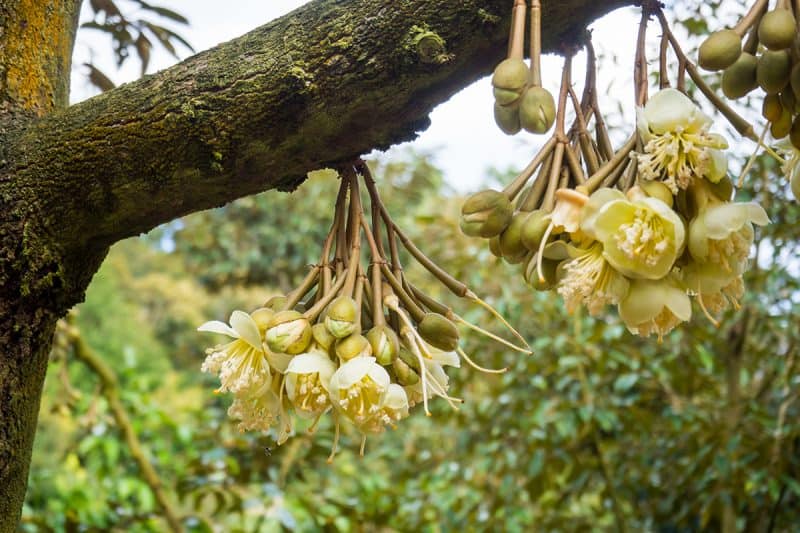 Chống sốc nước cho bông sầu riêng: Nguyên nhân