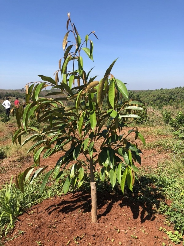 ky-thuat-bon-phan-sau-rieng