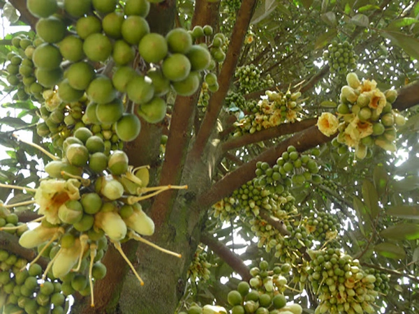 Su-no-hoa-sau-rieng