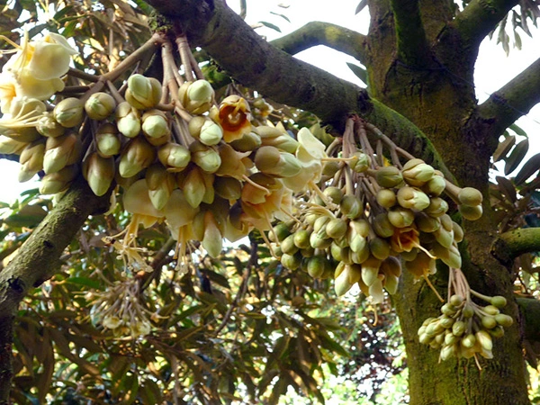 Su-mien-trang-cua-mam-hoa-sau-rieng