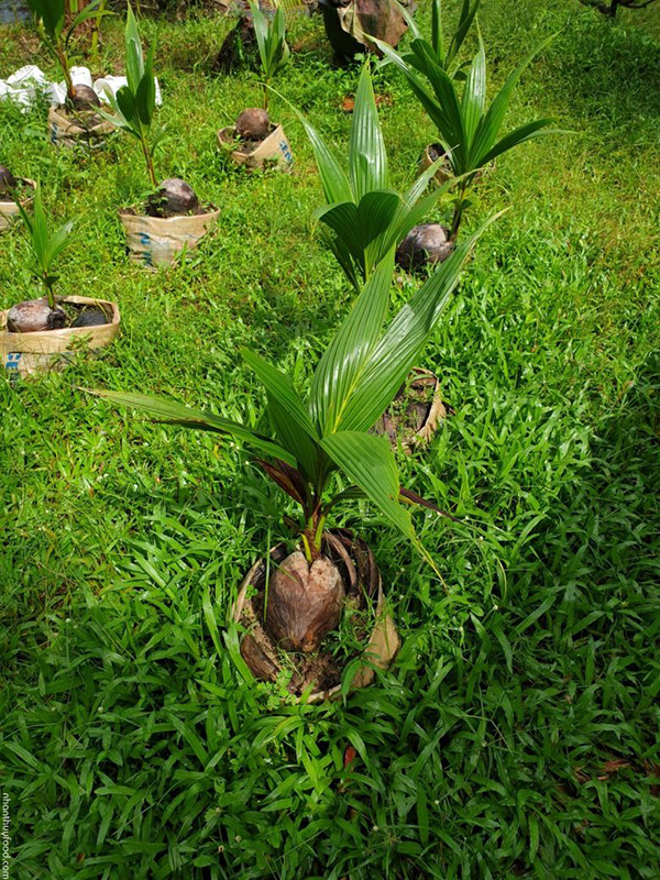 ky-thuat-trong-dua-xiem-day