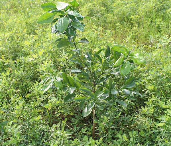 lam-co-cho-cay-buoi