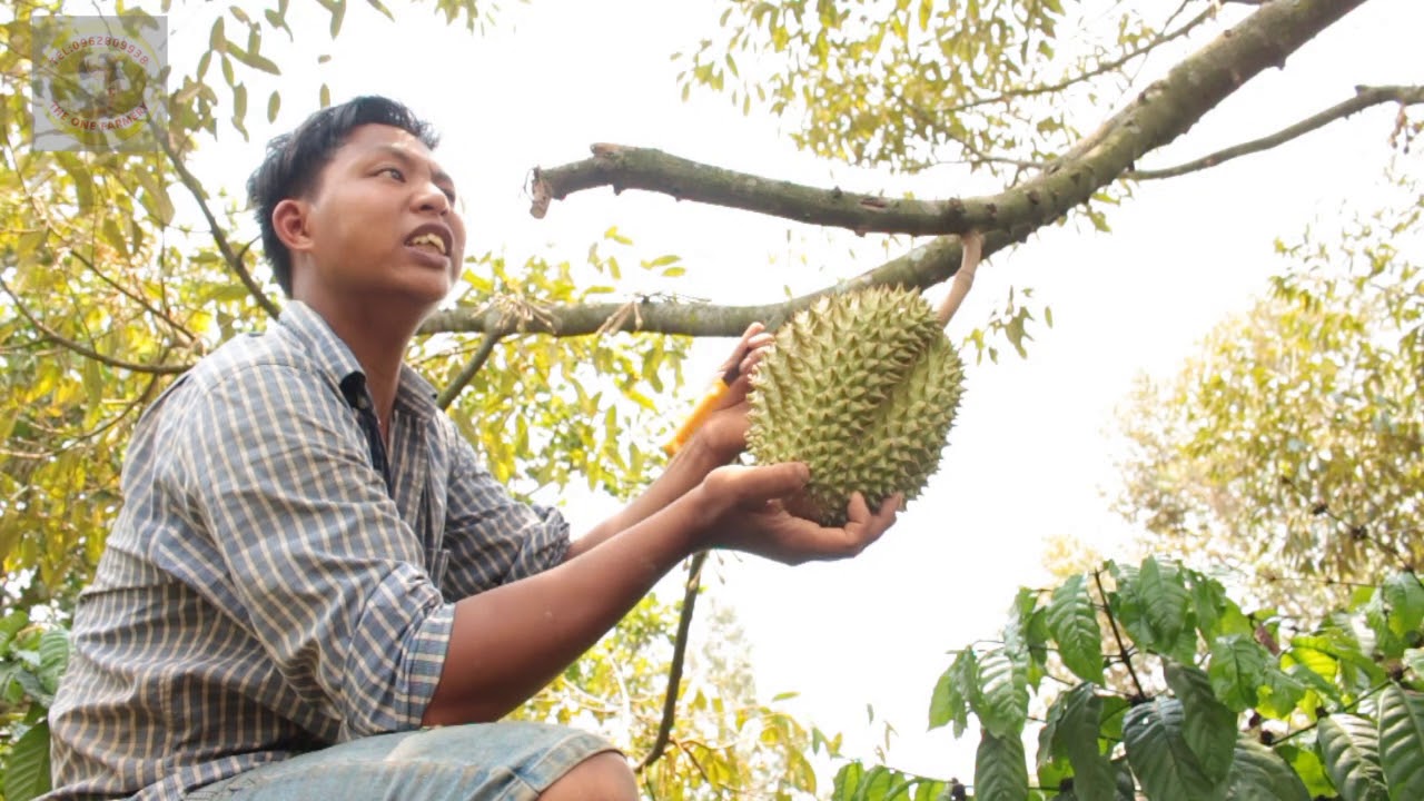 Cách gõ sầu riêng già chuẩn xác