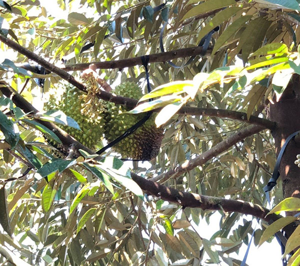 nam-phytophthora-gay-hai-cho-cay-sau-rieng