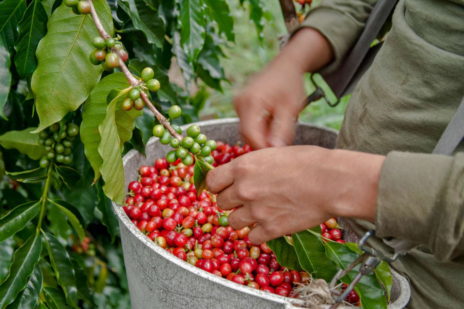 Chọn giống cà phê cho năng suất cao