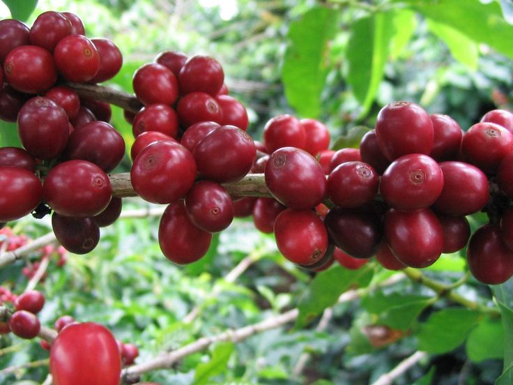 Cà phê Arabica là gì?