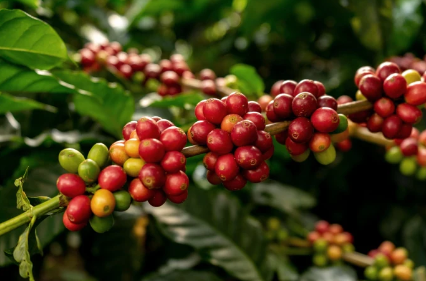 Các giống cây cà phê Arabica