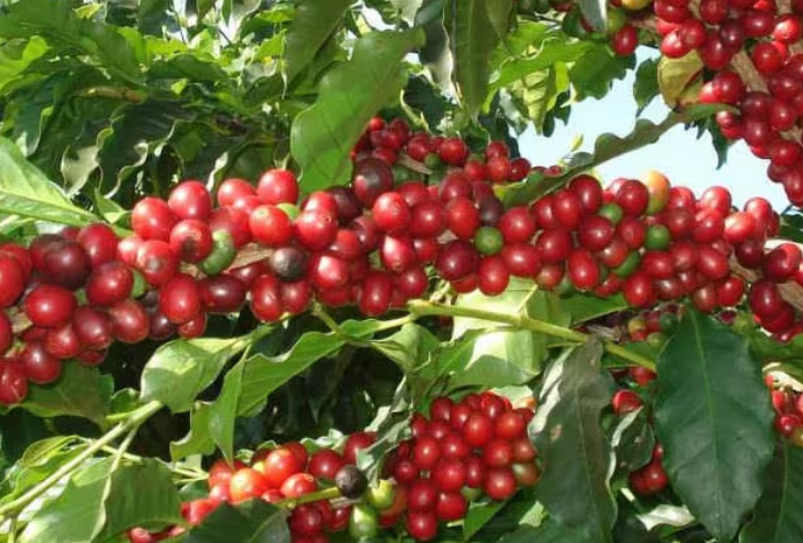 Cà phê Arabica